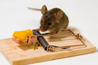 Дератизация - уничтожение крыс, мышей и других грызунов